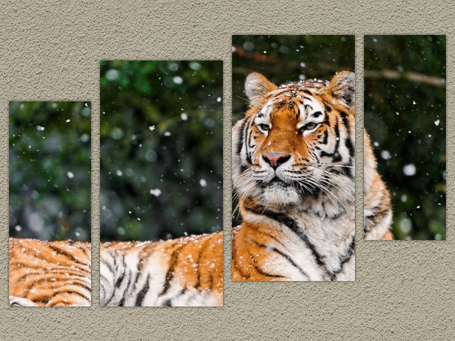 Бенгальский тигр полный размер