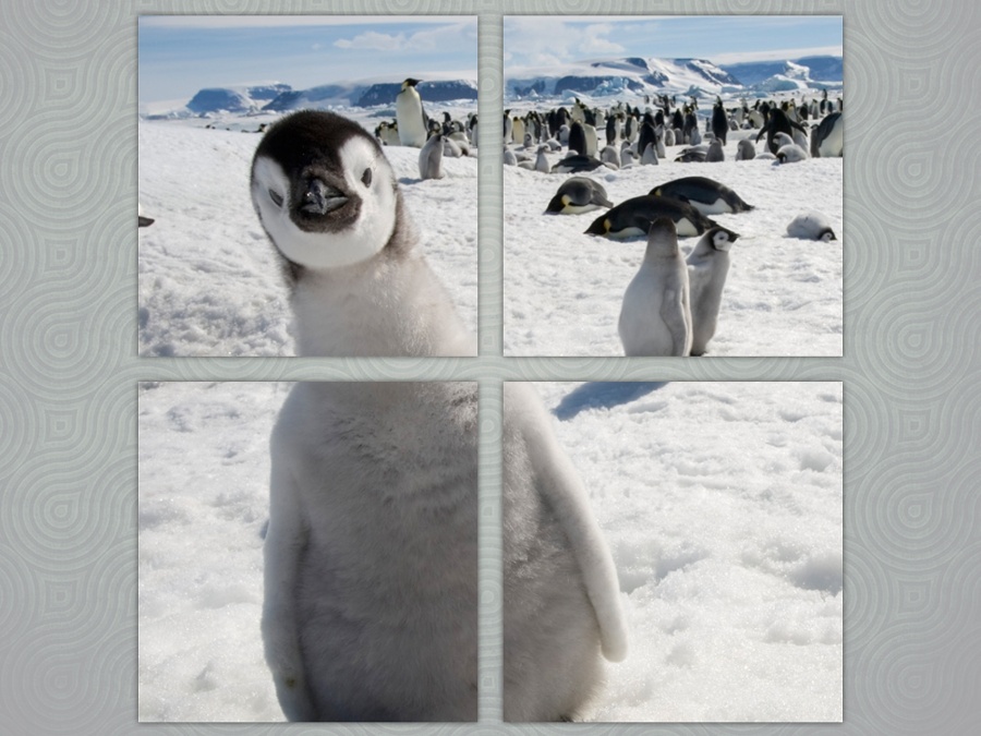 Любопытный пингвиненок полный размер