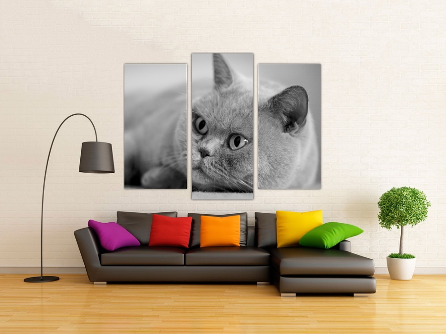 Персидская кошка | Кабинет