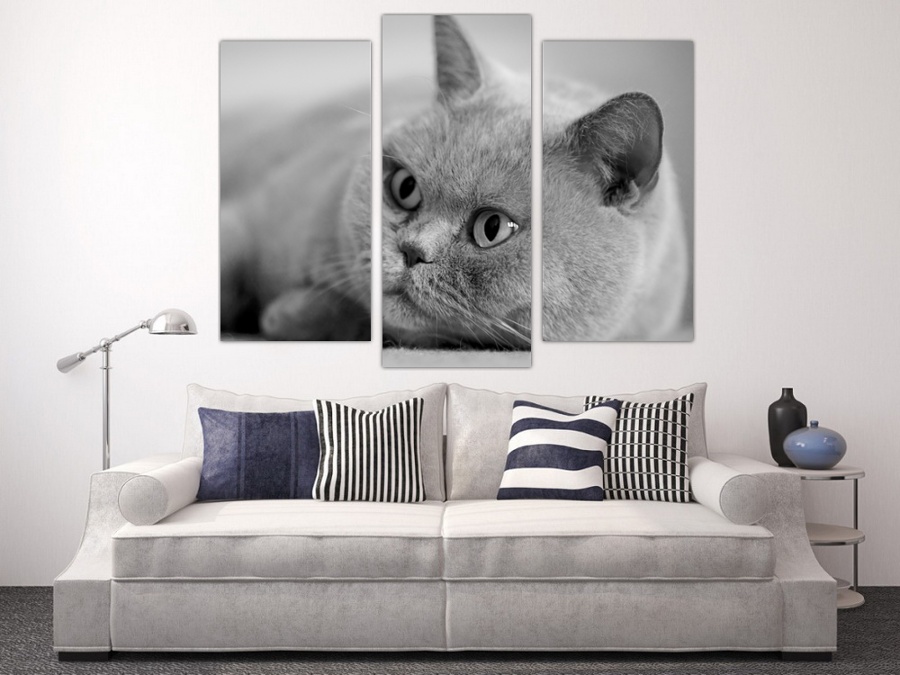 Персидская кошка | Коридор