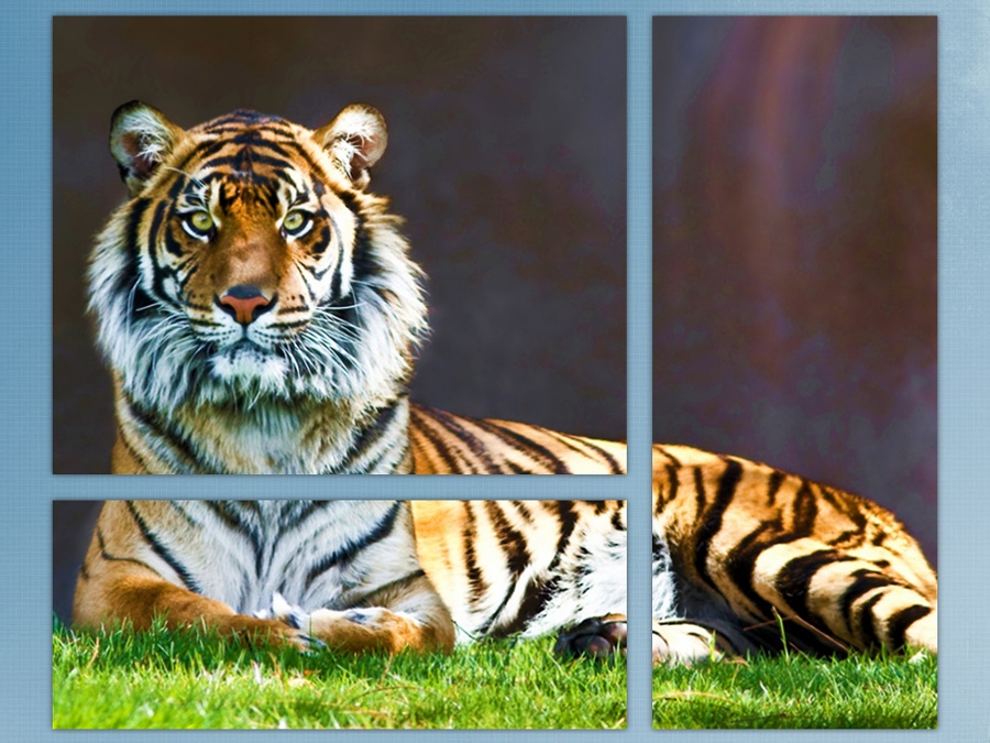 Статный тигр полный размер
